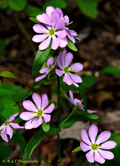{Sabatia capitata}